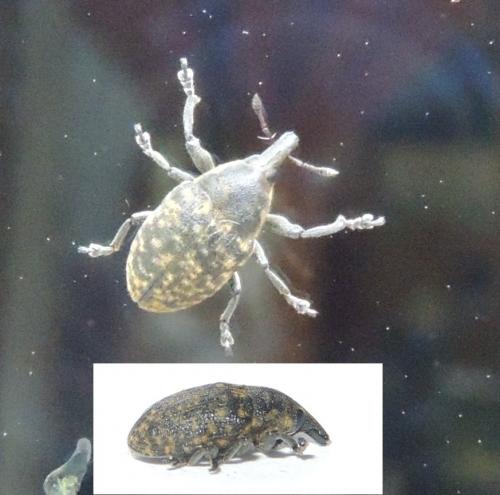 Larinus turbinatus